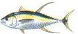 Yellowfin Tuna